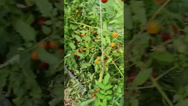 21.08.2021 г. Помидоры Новичок смотреть онлайн