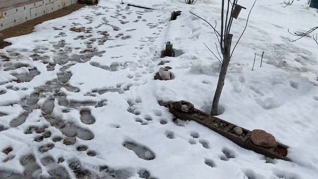 08.04.22. Приезжали к нам потенциальные строители. Они согласны нам строить. Ждём от них цену.