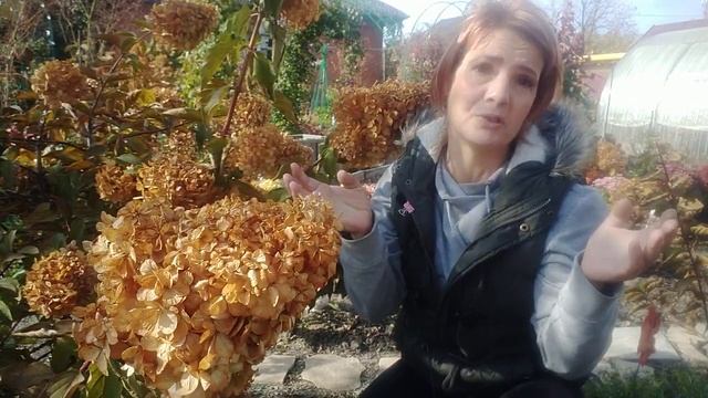 ПОДГОТОВКА ГОРТЕНЗИЙ К ЗИМОВКИ. ОБРАБОТКА ГОРТЕНЗИЙ ОТ ГРИБКОВЫХ ЗАБОЛЕВАНИЙ. смотреть онлайн