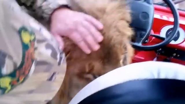 В гости к львам в сафари парке "Тайган" часть 1 смотреть онлайн