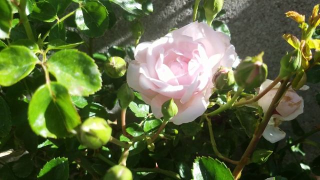 New Dawn Climbing Rose in my garden |Shopping & Garden смотреть онлайн