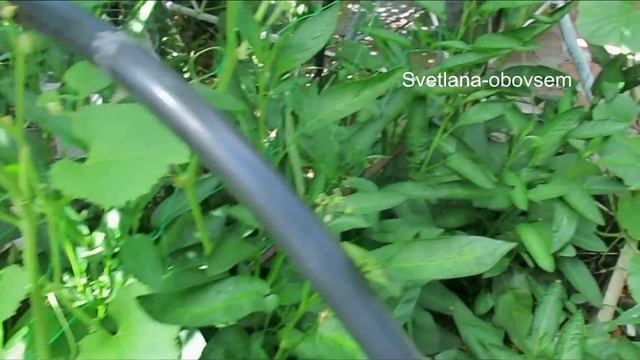 ВЫРАЩИВАНИЕ ПЕПИНО НА ЮГЕ УКРАИНЫ .. ВЫРАЩИВАНИЕ ДЫНИ НА ШПАЛЕРЕ смотреть онлайн