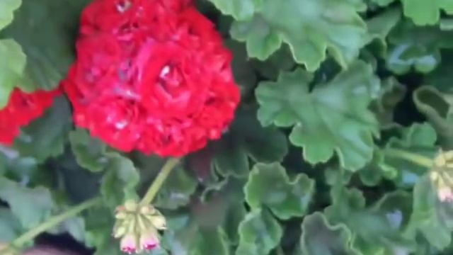 уй гулдерине кутим смотреть онлайн