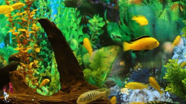 Часа Релаксации Под Шум Морского Дна? Успокойте Разум? Избавьтесь От Внутреннего Гнева и Печали #1