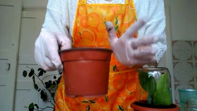 Как вырастить лимон из черенка смотреть онлайн