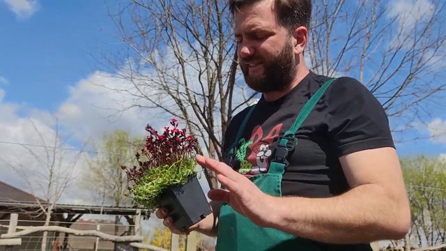 Gyönyörű párnaképző évelő | Saxifraga x arendsii 'Pixi Pan Red' – Kőtörőfű смотреть онлайн