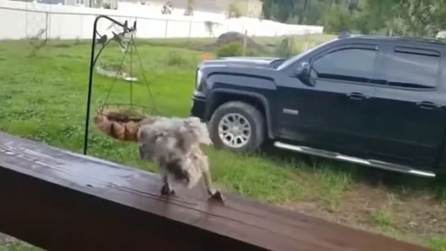 Чеченские песни