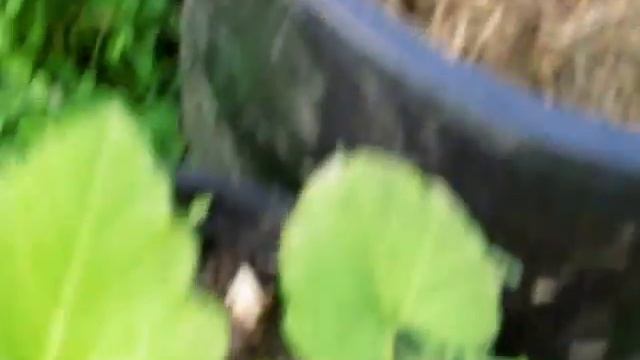 Много завязи клубники. смотреть онлайн