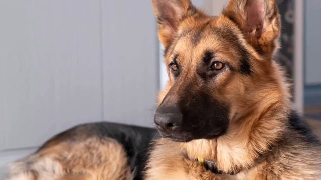 Выжившая после усыпления овчарка выбралась из могилы и пошла искать хозяев, в это трудно поверить смотреть онлайн