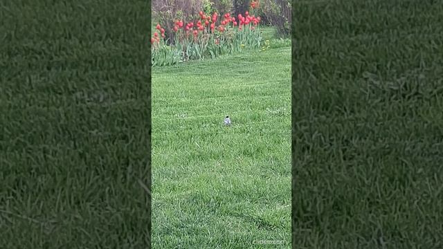 трясогуска 1.mp4