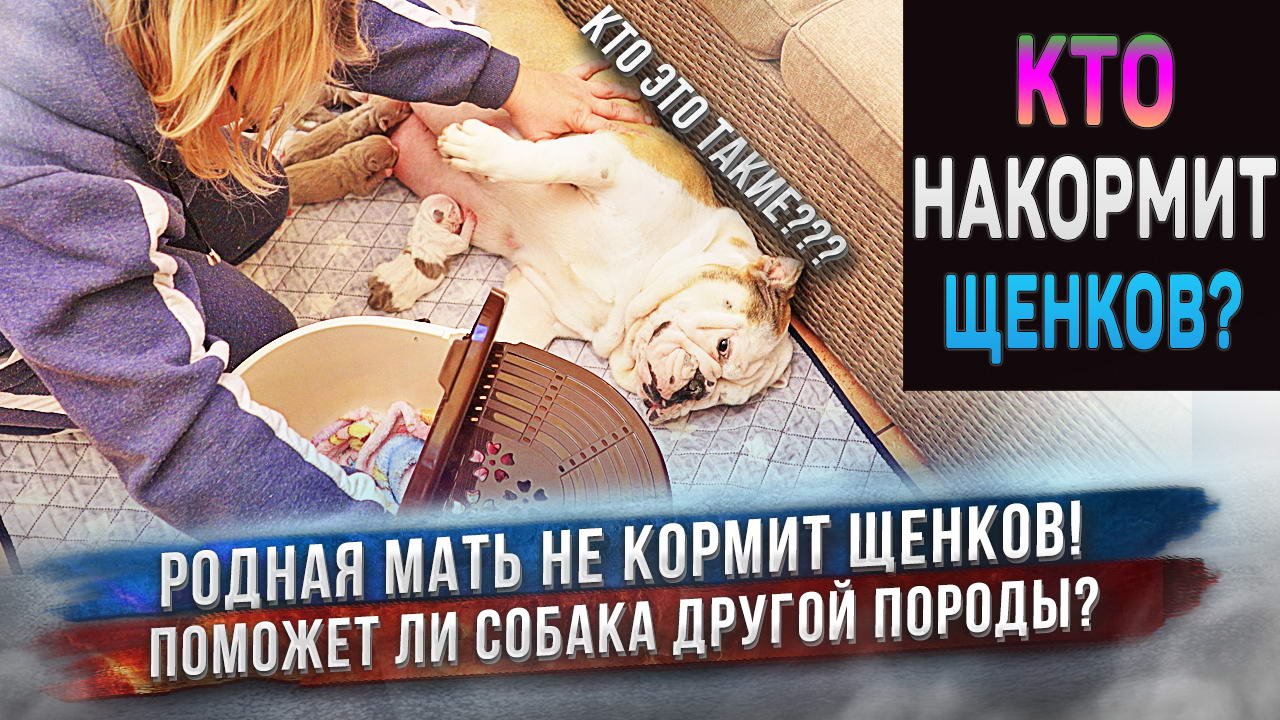Кого вы мне подсунули? Это не мои дети!!! Собака кормит чужих ей щенков! смотреть онлайн