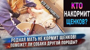 Кого вы мне подсунули? Это не мои дети!!! Собака кормит чужих ей щенков!