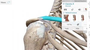 Суставы пояса верхней конечности в 3D. Грудино-ключичный и акромиально-ключичный. Строение, связки.