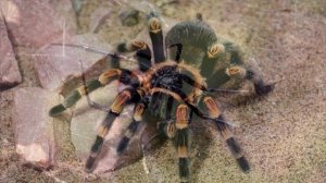 §31 "Здоровье человека и безопасность жизни", Биология 5 класс, Сивоглазов, Плешаков.mp4