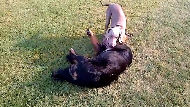 Bernese and Weimaraner puppies смотреть онлайн