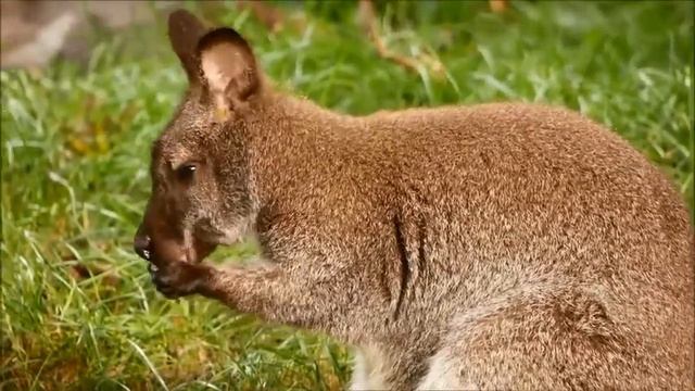 Bennett-Känguru macht sich für den Zootag ausgehfertig смотреть онлайн