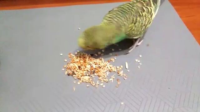 Мой волнистый попугай. смотреть онлайн