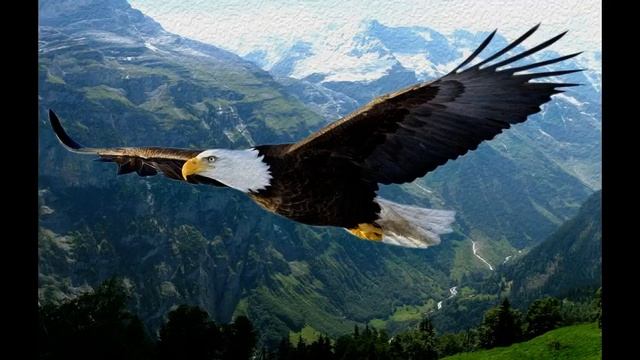 Взмах крыла орла. смотреть онлайн