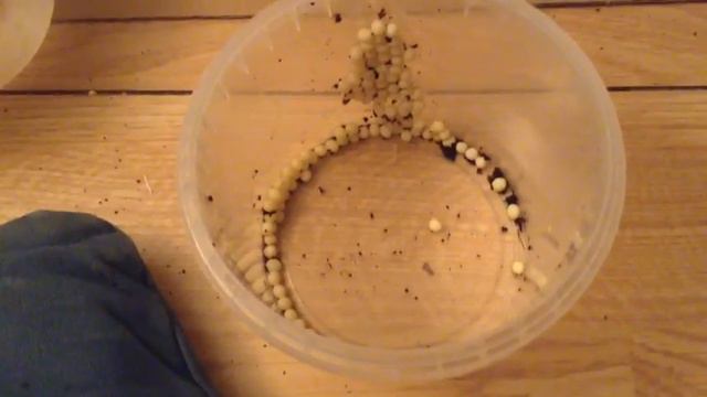 Что!?😱 Улитка отложила ЯЙЦА!🐌 смотреть онлайн