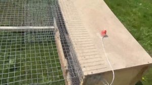 Куриный трактор