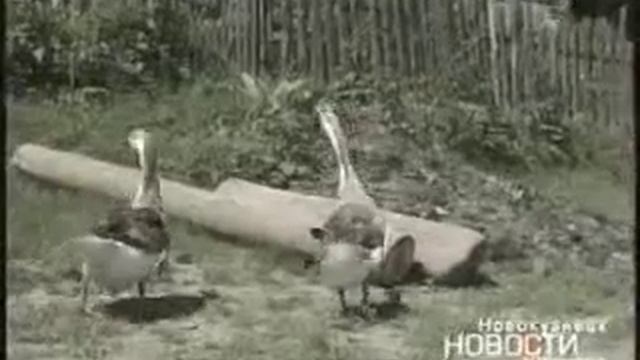 Исчезающие языки смотреть онлайн