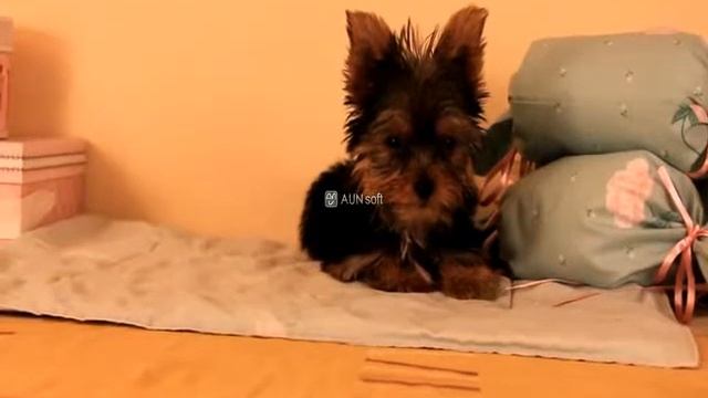 Много сладко baby face Йорки в продажба смотреть онлайн