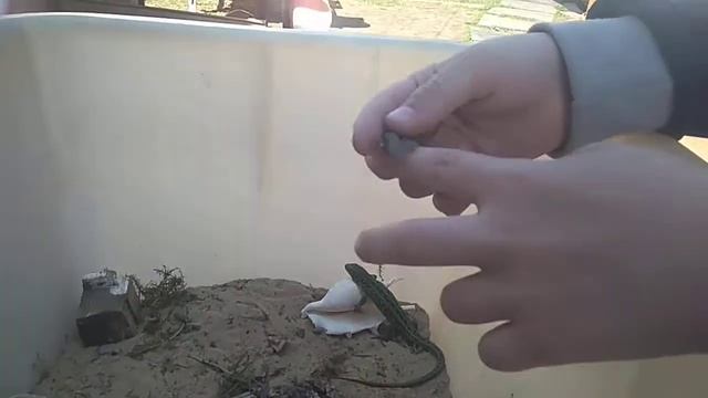 Как приручить ящерицу смотреть онлайн