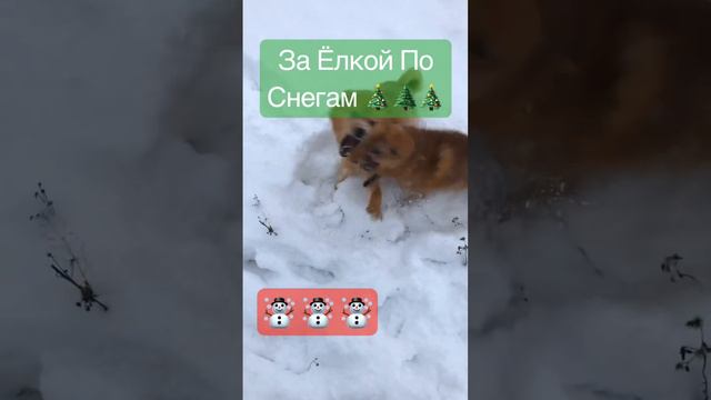 Новый Год Скоро! За лапником в лес 🎄🎄🎄🎄🎄 смотреть онлайн