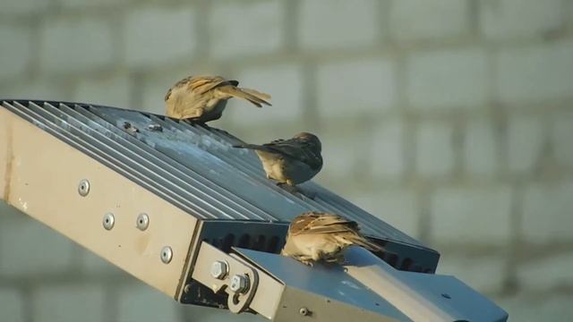Молодые полевые воробьи. смотреть онлайн