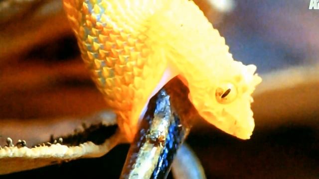 Змея проглатывает лягушку смотреть онлайн