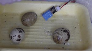 что вылупилось??? Цыплята из магазинных яиц! #инкубатор Рождение цыпленка! Чудо из яйца!