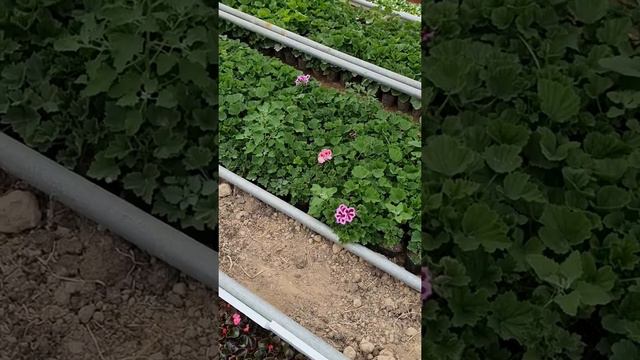 Бегония гуллари обзор смотреть онлайн