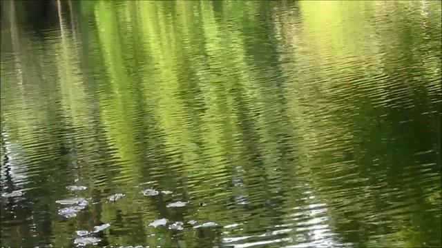 Canon Powershot SX50 HS Test Video HD смотреть онлайн