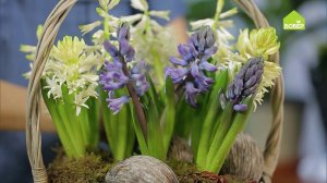 Весенняя композиция из гиацинтов. Как сделать цветочную композицию в корзине. 8 МАРТА. Подарки