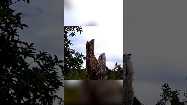 В глаза смотри! Исполинский козодой или птица поту смотреть онлайн