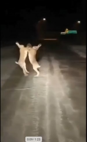 Драка зайцев на дороге Ужас вы такого еще не видели