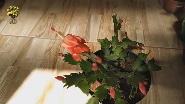 🌺 FLOR DE MAIO / FLOR DE SEDA смотреть онлайн