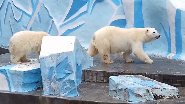 Мои любимые медведики... смотреть онлайн