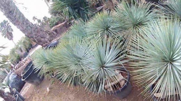 Yucca rostrata (Beaked Yucca)