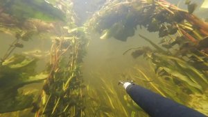 Открытие сезона подводной охоты 2024