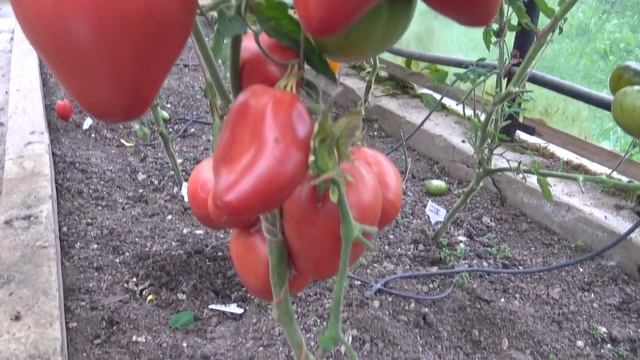 Сорта томатов Сердце Ашхабада и Севрюга смотреть онлайн