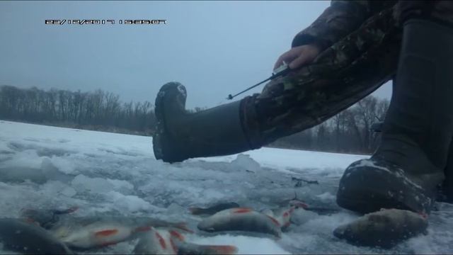 Ловля окуня на зимнюю блесну. 23.12.2017. Саратов. река Волга смотреть онлайн
