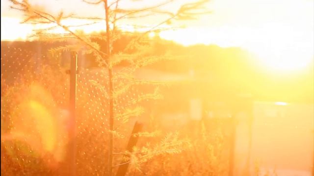 ева шар собака.wmv смотреть онлайн