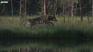 АЛАБАЙ ПРОТИВ ВОЛКА ! Убийца волков...