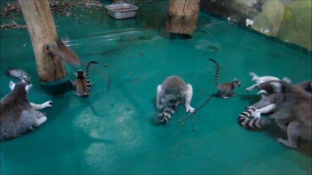 Лемуры и малыши резвятся 14.04.18 смотреть онлайн