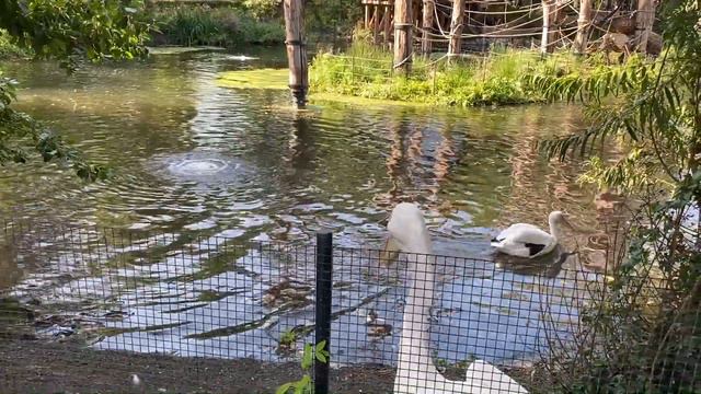 🇳🇱 Rose Pelican | ARTIS Zoo | Amsterdam | The Netherlands смотреть онлайн
