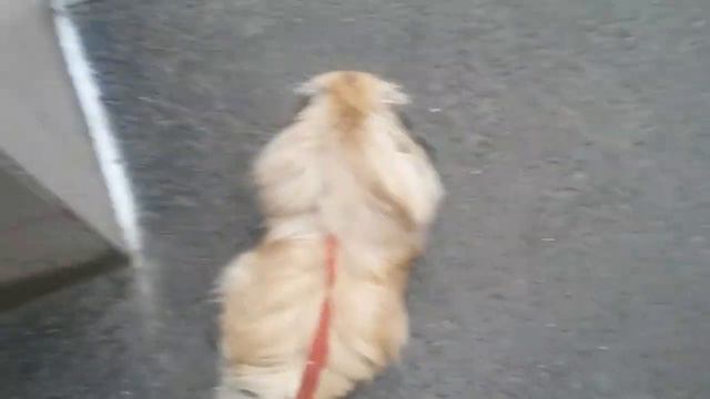 А у нас снова снег, но в этот раз мокрый. смотреть онлайн