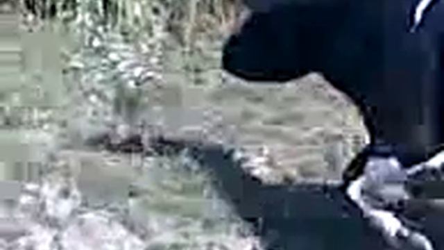 Голодная корова смотреть онлайн