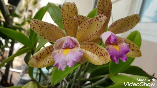 Cattleya Quinquecolor ( Cattleya aclandiae x Cattleya forbesii) смотреть онлайн
