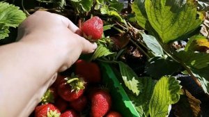 Сорт клубники Джоли  Высадили на следующий сезон